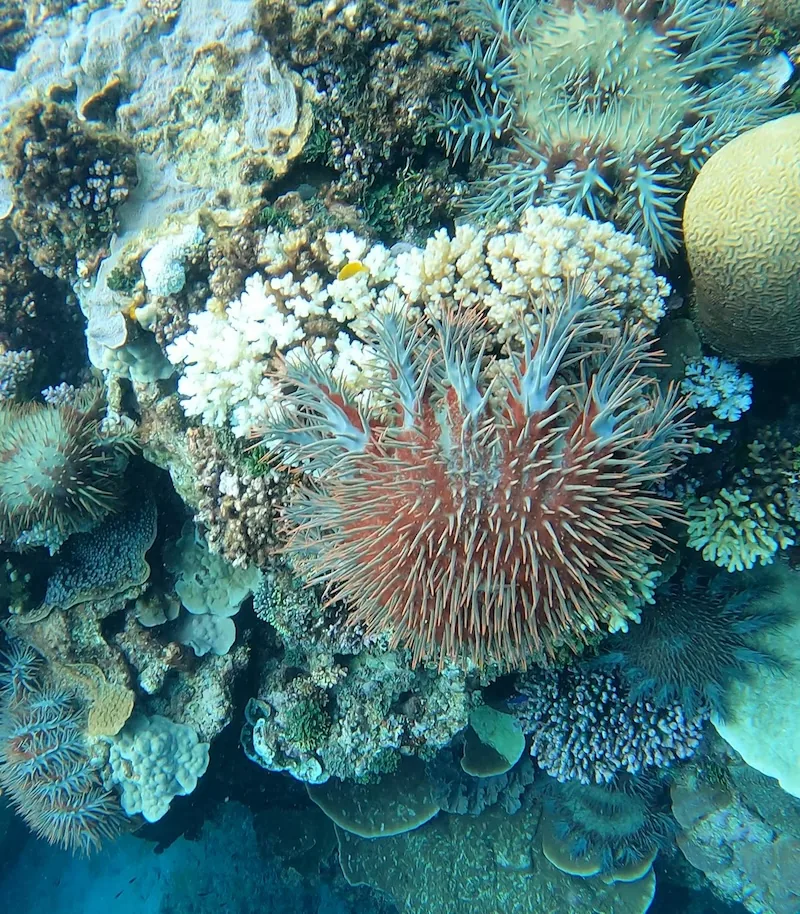 A crown-of-thorns starfish among coral